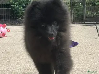 Pomeriaan honden Nog 1 Prachtige Pomeriaan/dwergkees pup.💙 - Advertentie 4