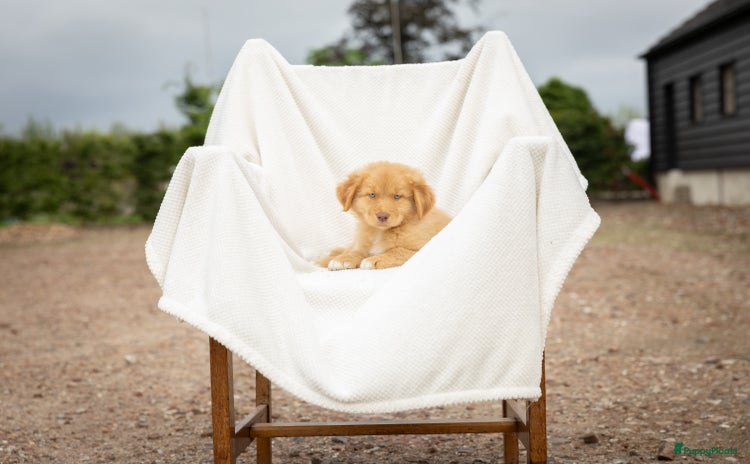 Kruising honden - Advertentie 2