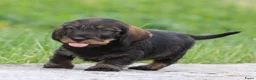 Ruwhaar Teckel honden te koop: Teckel pups ruwhaar - Advertentie 6