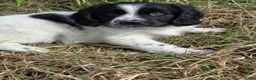 Kruising honden te koop: Friese Stabij/Border CollieXFriese Stabij reutjes - Advertentie 3