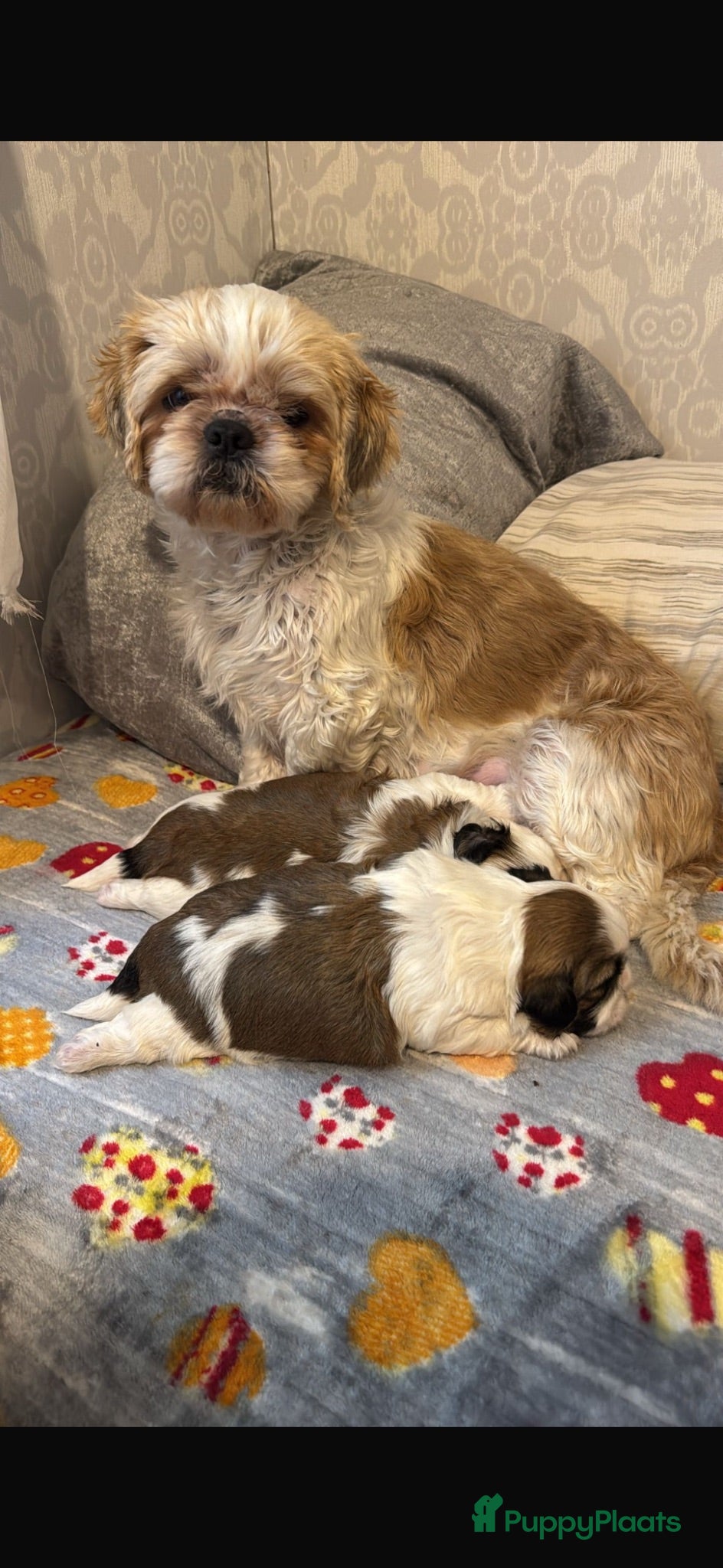 Shih Tzu honden twee raszuivere shih tzu-puppy's - Advertentie 1