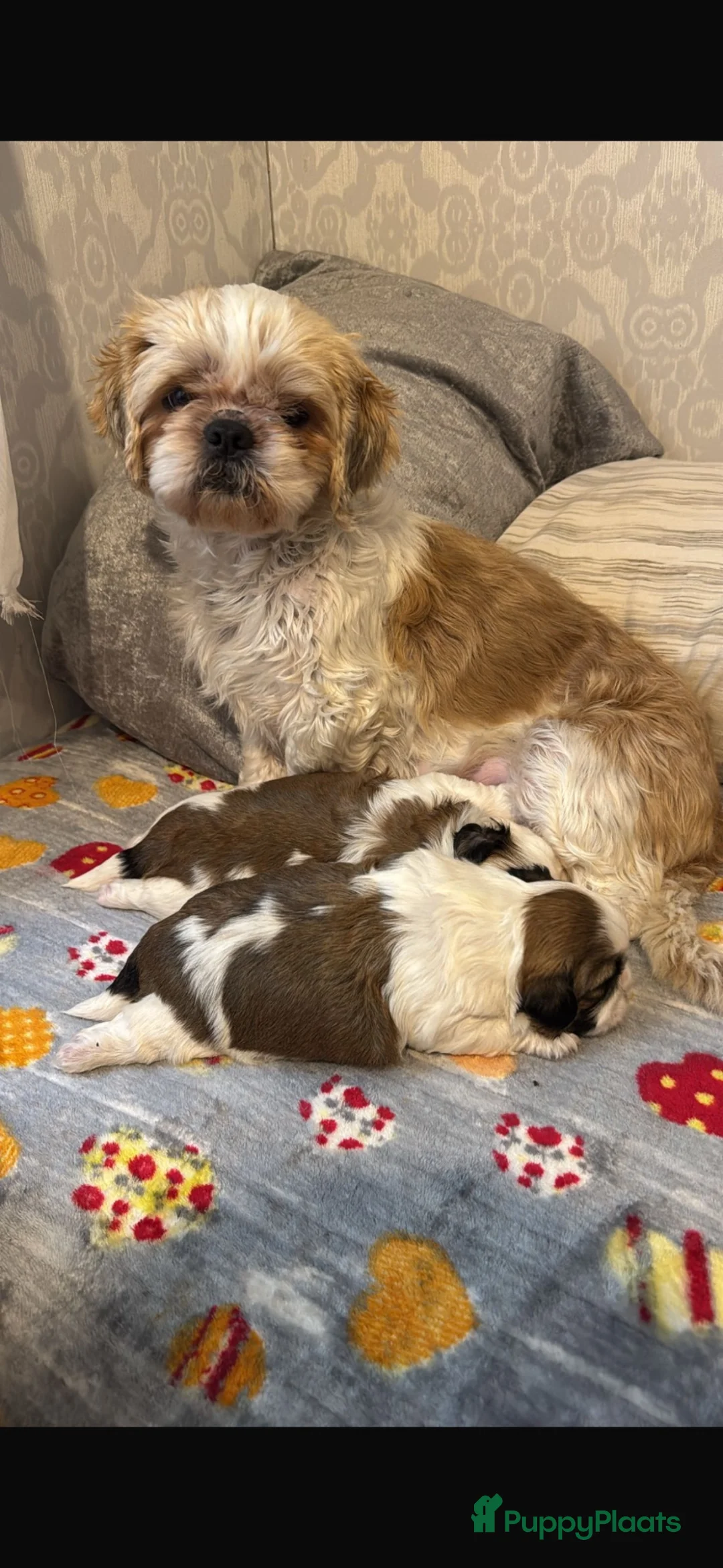 Shih Tzu honden te koop: twee raszuivere shih tzu-puppy's - Advertentie 1