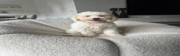 Australian Labradoodle honden te koop: Australian Labradoodle teefje - Advertentie 4
