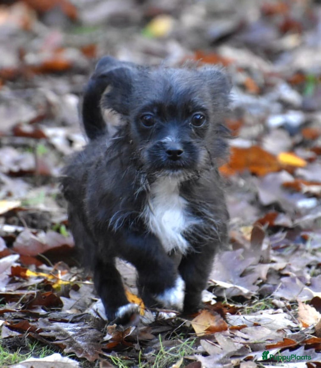Boomer honden te koop: Super leuke zeer vrije Boomer pups - Advertentie 3