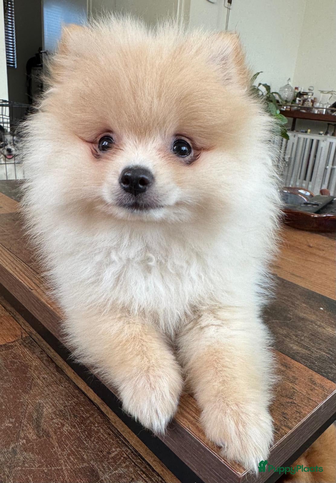 Pomeriaan honden Prachtige Pomeriaan pups  - Advertentie 5