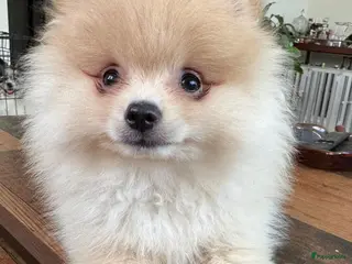 Pomeriaan honden Prachtige Pomeriaan pups - Advertentie 5