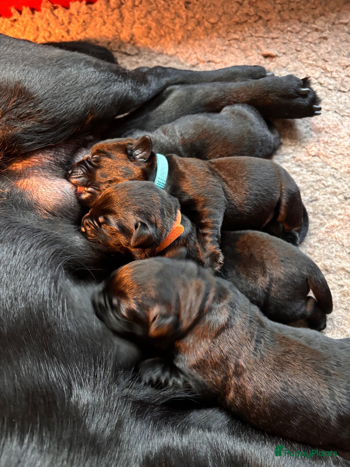 Labrador Retriever honden Zwarte Labradorpups beschikbaar - Advertentie 2