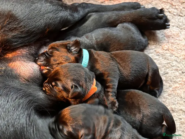 Labrador Retriever honden Zwarte Labradorpups - Advertentie 2