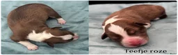Border Collie honden te koop: Border collie pups met FCI stamboom - Advertentie 18