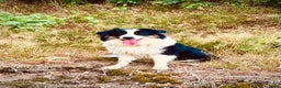 Kruising honden te koop: 1/4 Australian shepard x 3/4 Border collie pups - Advertentie 2