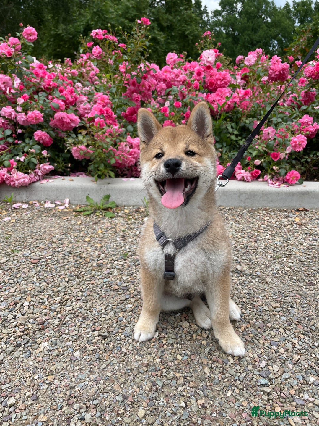 Shiba honden ter dekking: Dek reu Shiba Inu - Advertentie 12