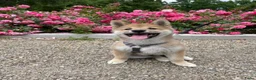 Shiba honden ter dekking: Dek reu Shiba Inu - Advertentie 12