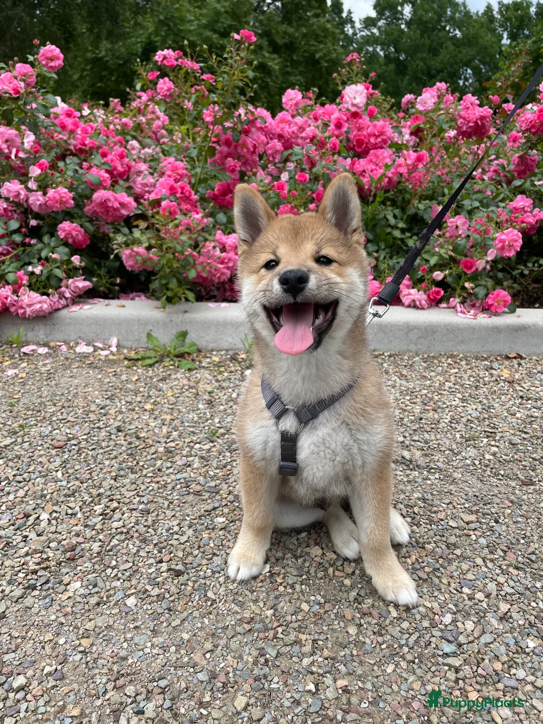 Shiba honden ter dekking: Dek reu Shiba Inu - Advertentie 12