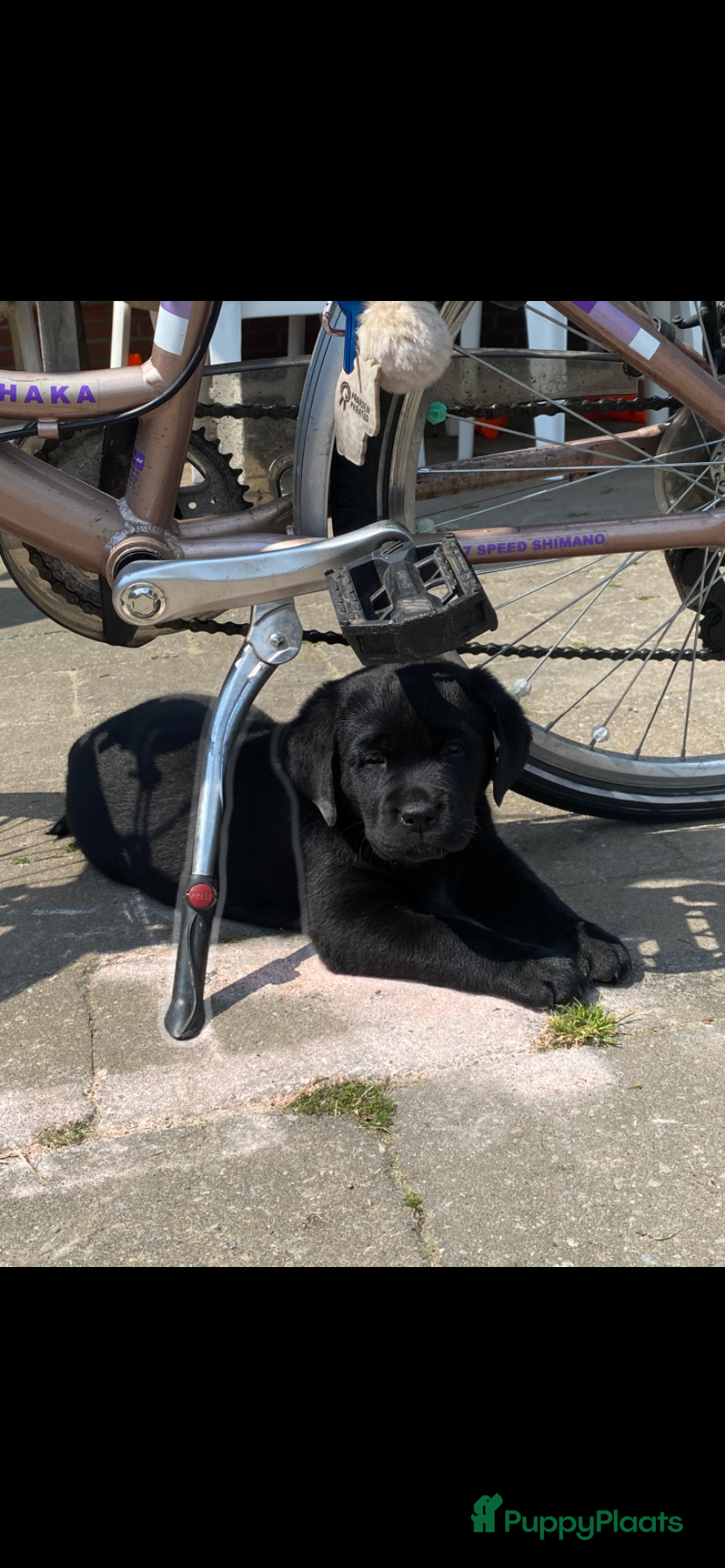Labrador Retriever honden te koop: Labrador pup met stamboom - Advertentie 6