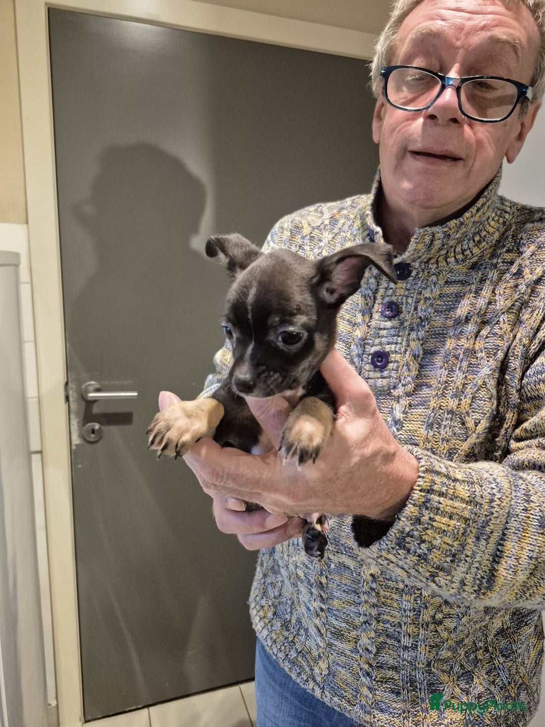 Chihuahua honden te koop: Kortharig chihuahua reutje - Advertentie 3