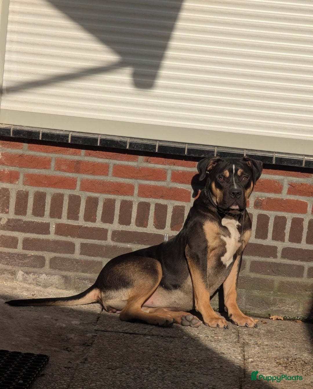 Amerikaanse Bully honden te koop: American Bully Xl ( stamboom zelf regelen)  - Advertentie 4