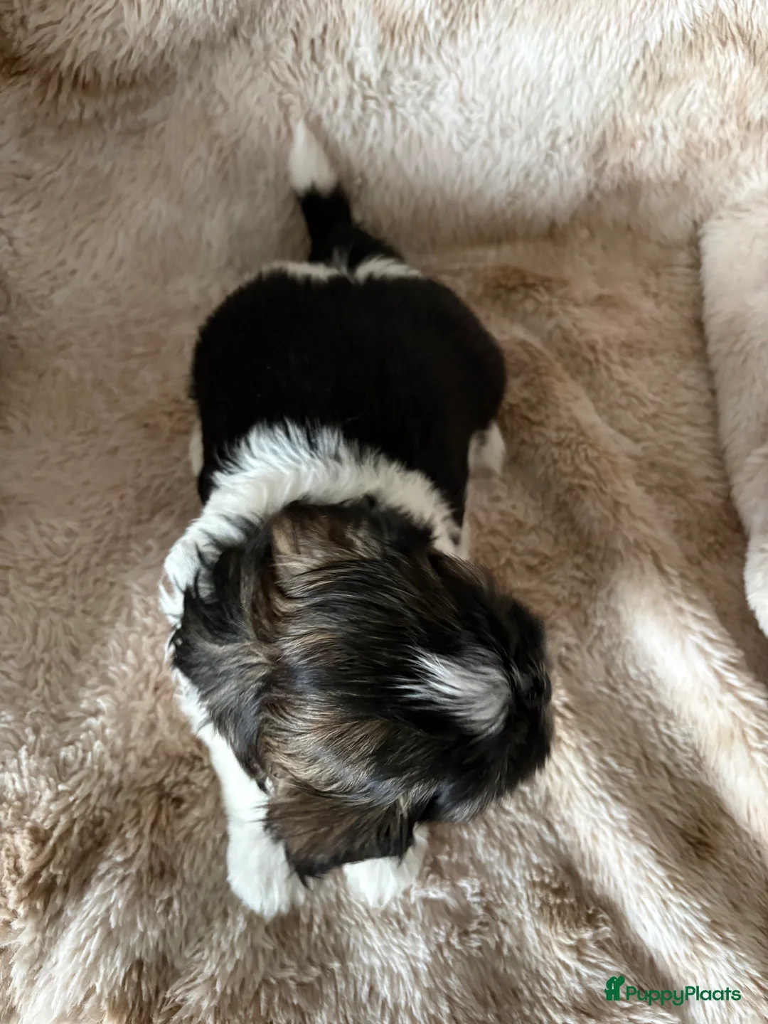 Shih Tzu honden te koop: Shih Tzu pups  - Advertentie 5