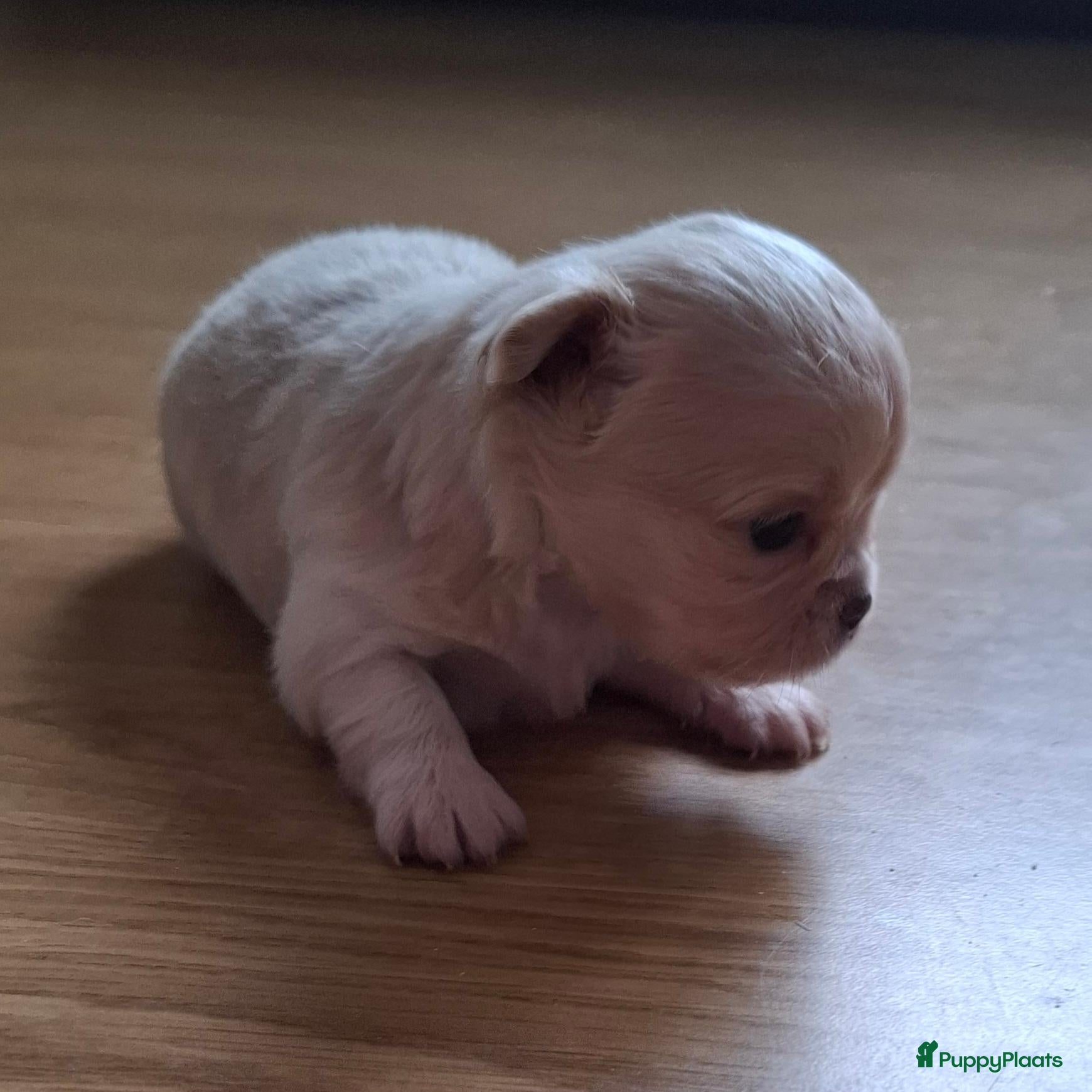 Chihuahua honden Mooi langharig chihuhmahua teefje - Advertentie 9