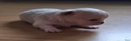 Chihuahua honden te koop: Mooi langharig chihuhmahua teefje - Advertentie 1