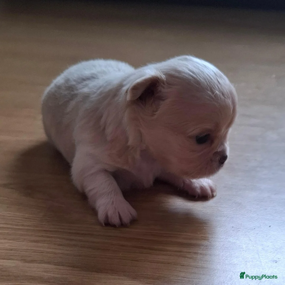 Chihuahua honden te koop: Mooi langharig chihuhmahua teefje - Advertentie 1