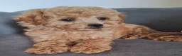 Poedel Toy honden te koop: toypoedel reu pups beschikbaar  - Advertentie 3