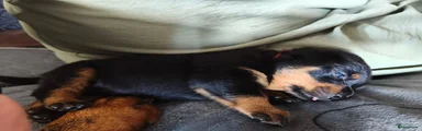 Rottweiler 8