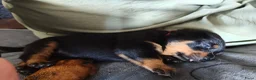 Rottweiler honden te koop: 8 Rottweiler pups. - Advertentie 23