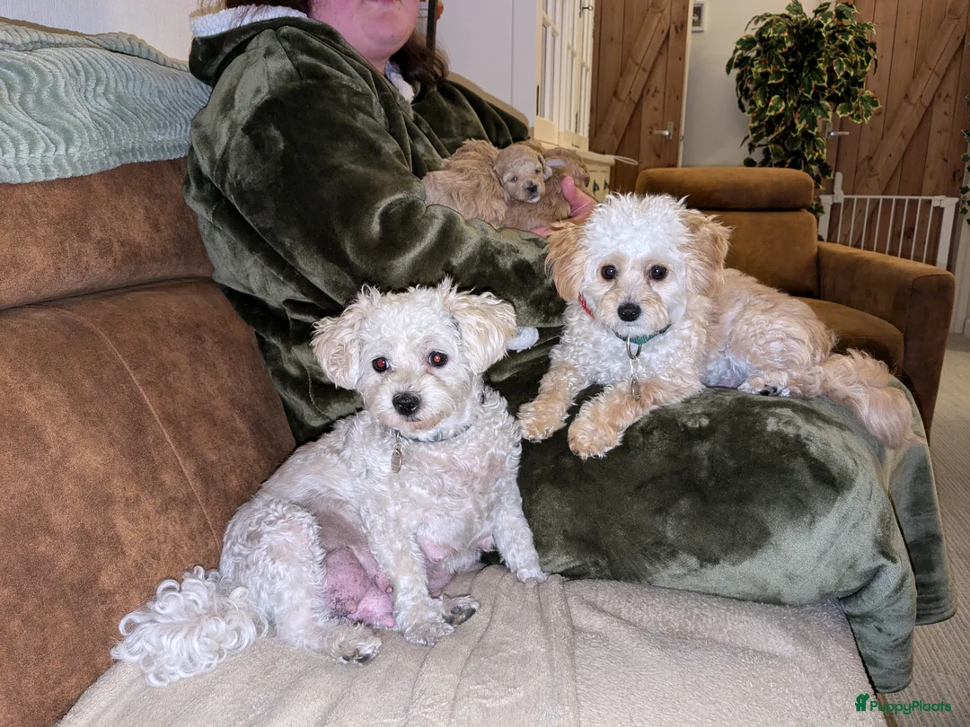 Maltipoo honden ter dekking: Toypoedel/Maltipoo dekreu, liefste knuffelkont🥰 - Advertentie 8