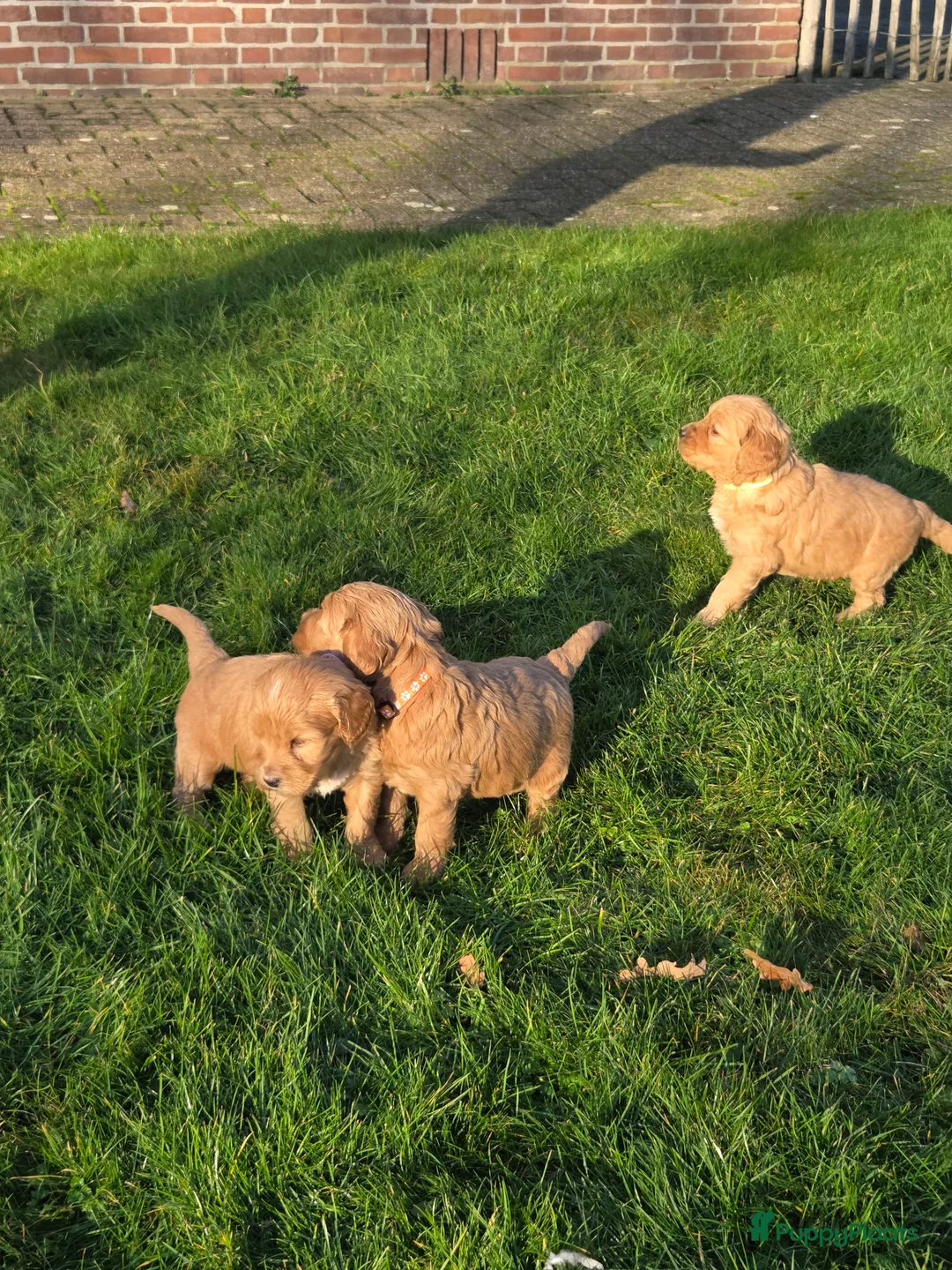 Kruising honden te koop: Labradoodle x Goldendoodle pups - Advertentie 26
