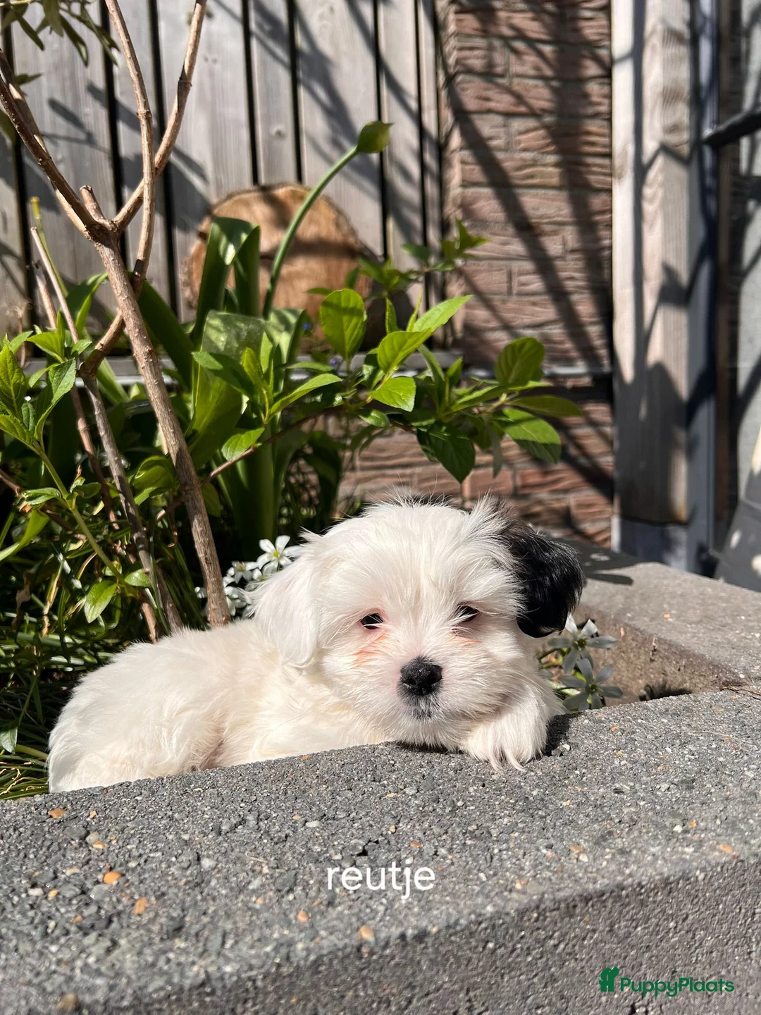 Boomer honden te koop: Tekoop boomer pups  - Advertentie 2