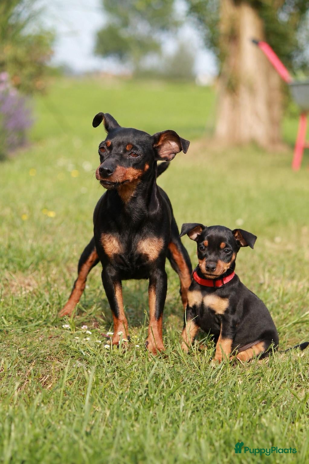 Dwergpinscher honden Prachtige Dwerg Pincher pups aangeboden  - Advertentie 18