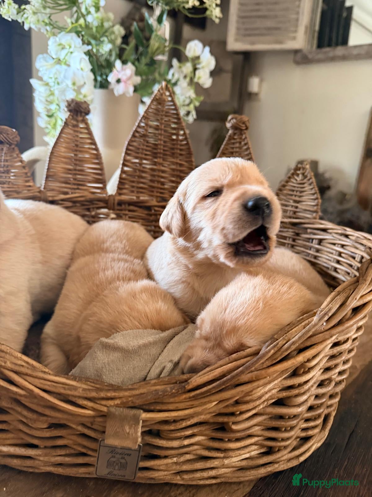 Goldador honden Goldador pups - Advertentie 2