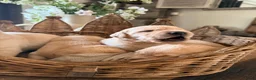 Goldador honden te koop: Goldador pups - Advertentie 2