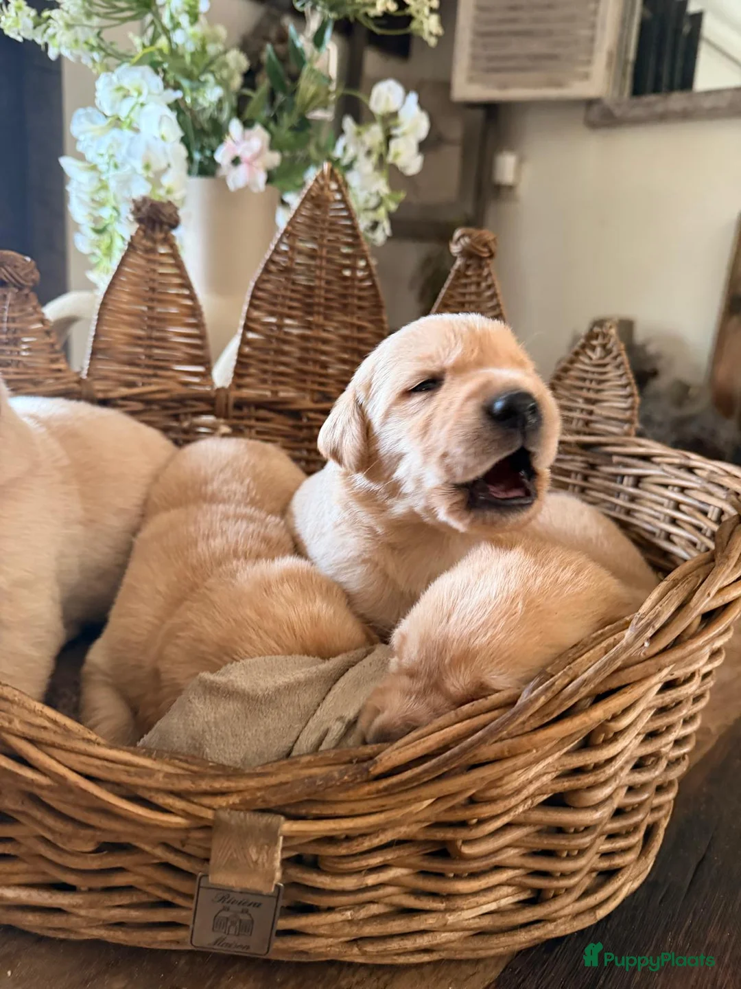 Goldador honden te koop: Goldador pups - Advertentie 2