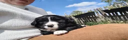Kruising honden te koop: Mooie pups Berner kruising wetterhoun  - Advertentie 4