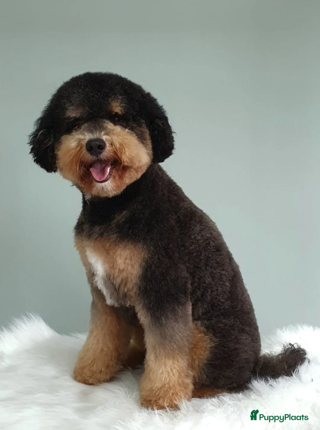 Labradoodle honden ter dekking: Super lieve en mooi getekende labradoodle dekreu in Chaam - Advertentie 4