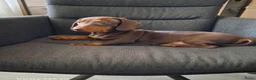 Teckel (korthaar)  honden te koop: Teckel  in Tilburg - Advertentie 5