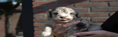 Labradoodle 6