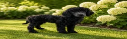 Labradoodle honden te koop: Poedel outcross pups | DNA-geteste ouderdieren - Advertentie 22