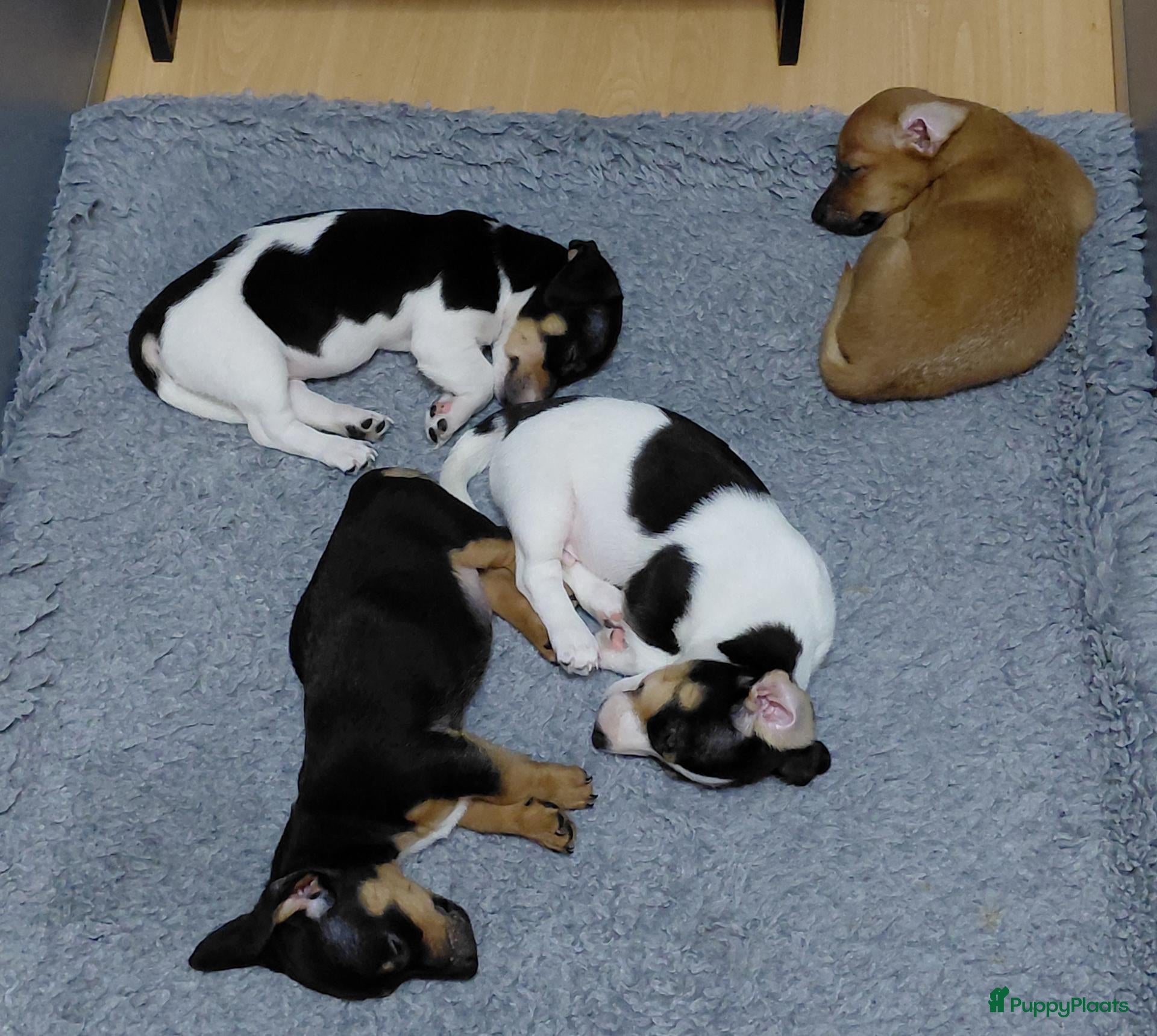 Jack Russel Terriër honden Jack Russell puppy’s - Advertentie 1
