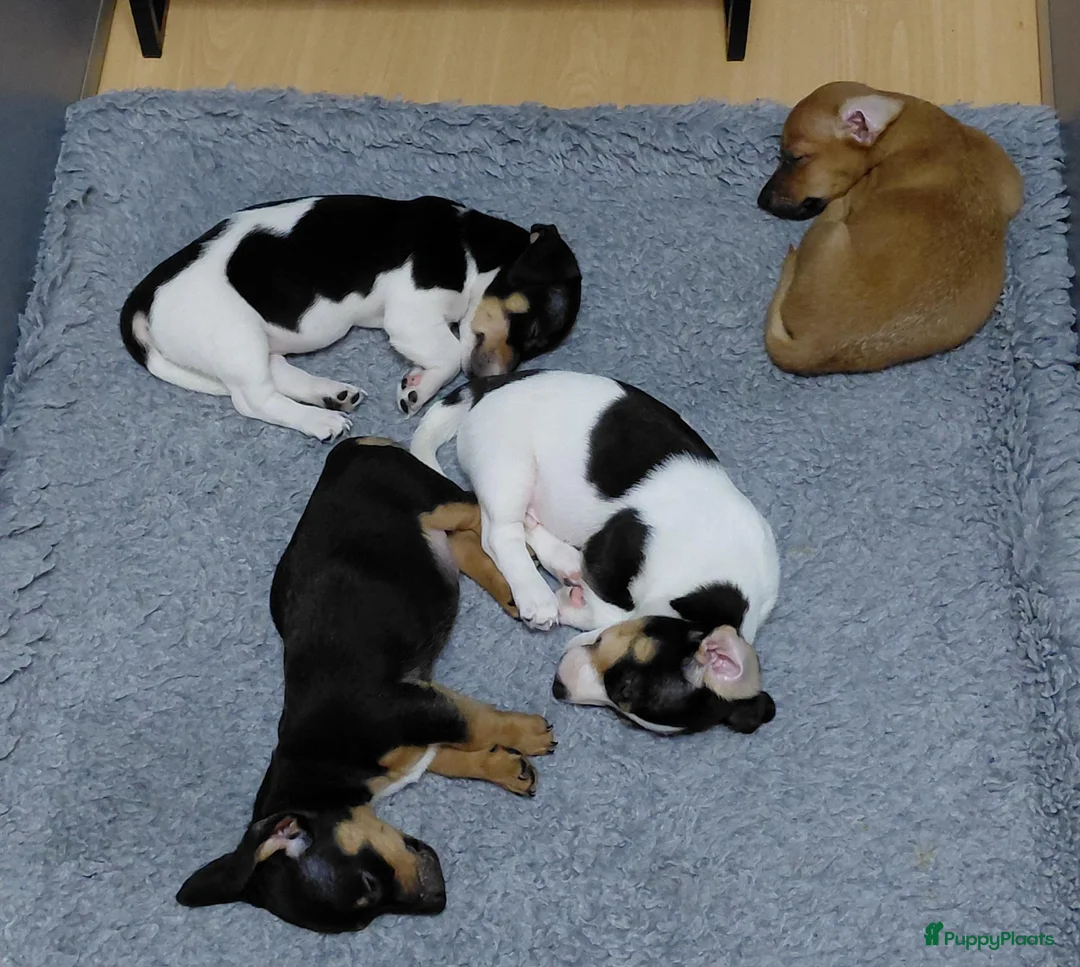 Jack Russel Terriër honden te koop: Jack Russell puppy’s - Advertentie 2
