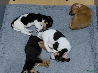 Jack Russel Terriër honden Jack Russell puppy’s - Advertentie 1
