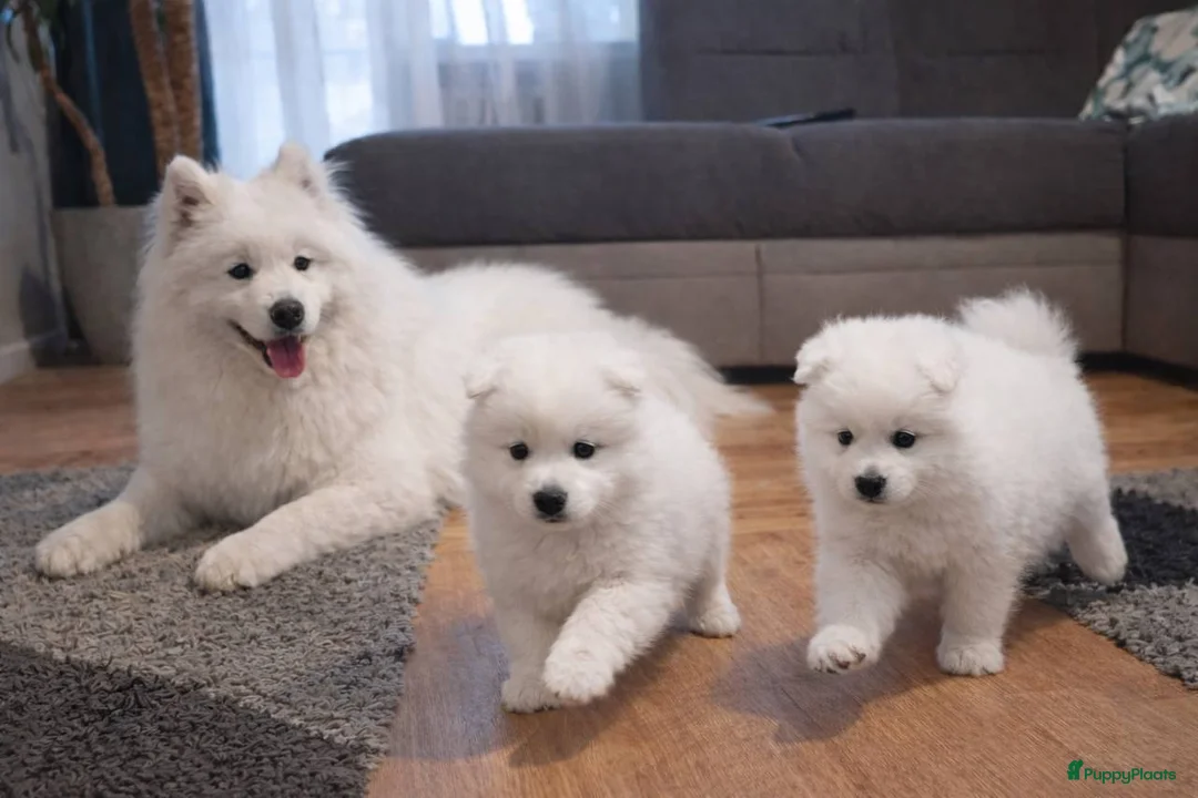 Samojeed honden te koop: Samojeed pups in Maastricht - Advertentie 1