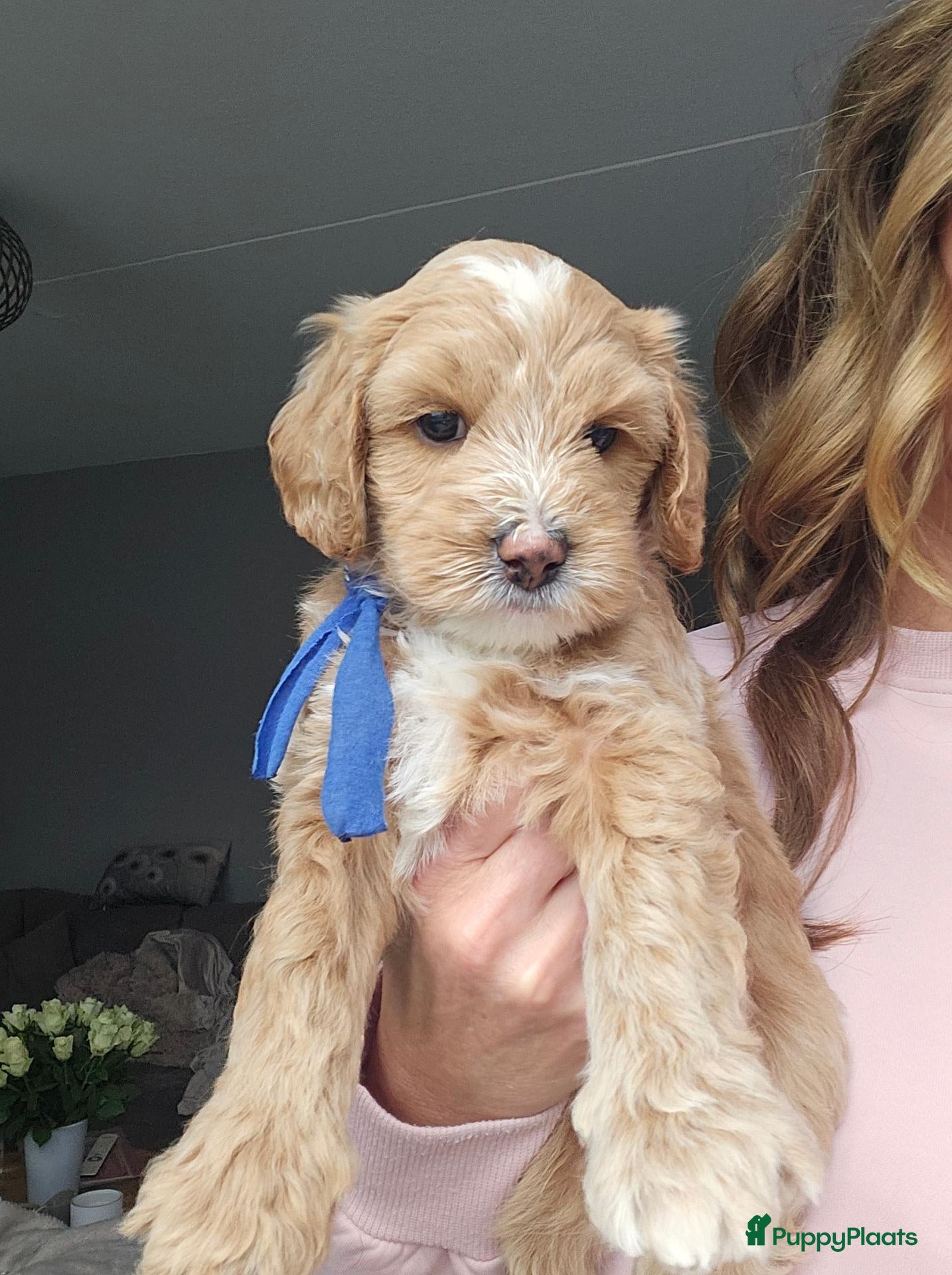 Australian Labradoodle honden Australian Labradoodle mini pups 2 reutjes nog - Advertentie 2