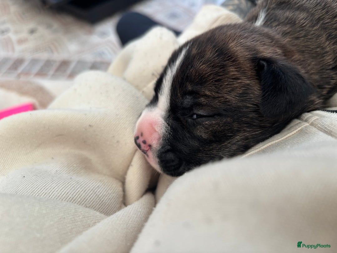 Kruising honden te koop: Mooie Presa/Fila 🥰 mastiff pups zoeken personeel  - Afbeelding 32