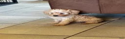 Labradoodle honden te koop: Labradoodle pups Medium - Advertentie 5
