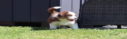 Australian Shepherd honden te koop: Australische herder pups huiselijk opgevoed  - Advertentie 6