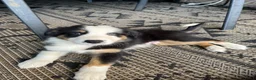 Australian Shepherd honden te koop: Austrailian shepherd pups  - Advertentie 4