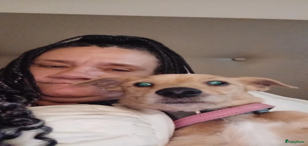 Galerij afbeelding {{count}}