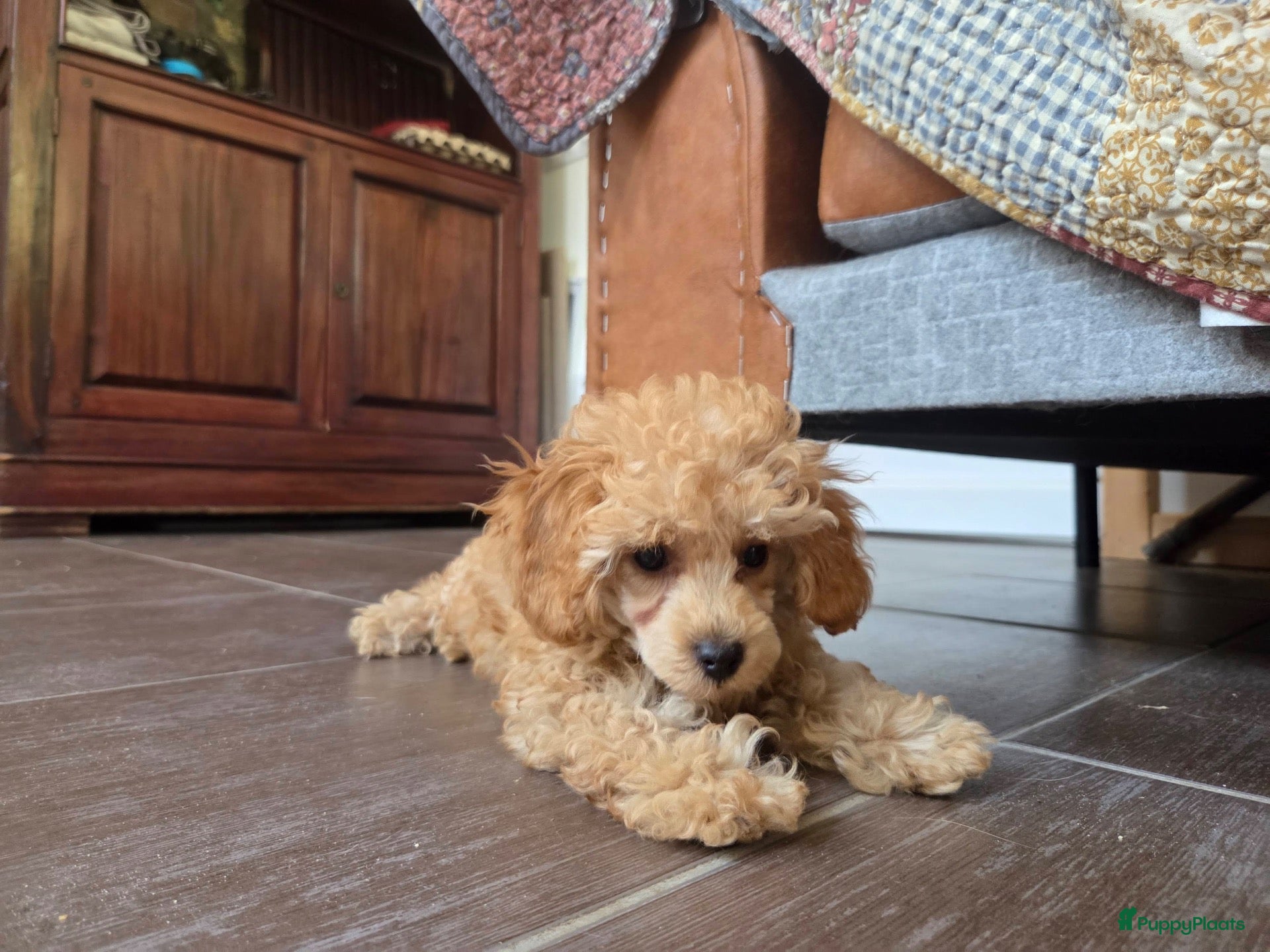 Poedel Toy honden Bijzonder FCI Toypoedel Reutje • 15 Weken • FCI** - Advertentie 2